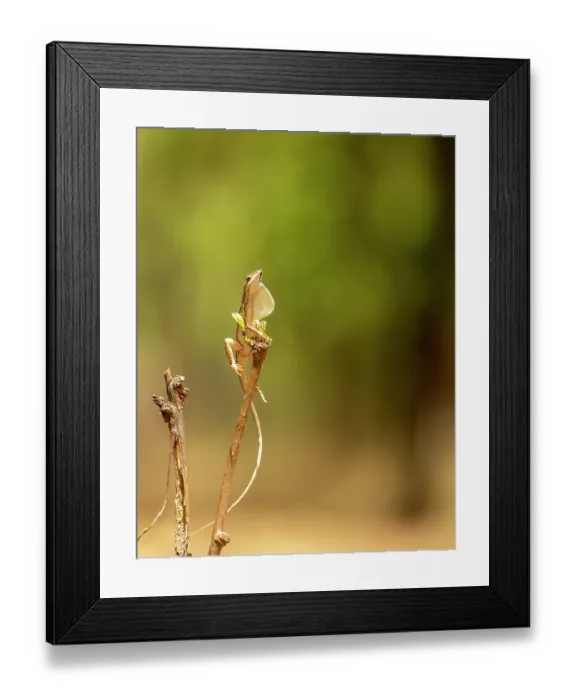 Framed Print : Fan-throated lizard (Sitana ponticeriana) resting on branch, displaying to attract attention of female, Bandhavgarh Tiger reserve, Madhya Pradesh, India Framed Print : Fan-throated lizard (Sitana ponticeriana) resting on branch, displaying to attract attention of female, Bandhavgarh Tiger reserve, Madhya Pradesh, India