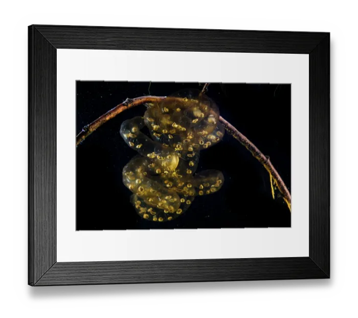 Framed Print : Oita salamander (Hynobius dunni) egg mass with developing embryos attached to stick. Captive Framed Print : Oita salamander (Hynobius dunni) egg mass with developing embryos attached to stick. Captive
