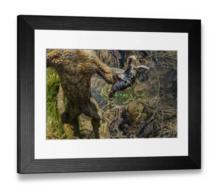 Framed Print : Common toad (Bufo bufo) male swims to surface as pair behind spawn in amplexus, Luni, Viterbo, Italy Framed Print : Common toad (Bufo bufo) male swims to surface as pair behind spawn in amplexus, Luni, Viterbo, Italy