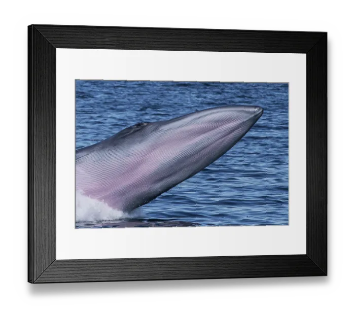 Framed Print : Bryde's whale (Balaenoptera edeni) breaching, Sea of Cortez, Baja California, Mexico Framed Print : Bryde's whale (Balaenoptera edeni) breaching, Sea of Cortez, Baja California, Mexico