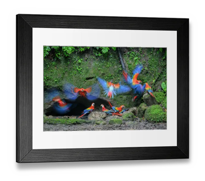 Framed Print : RF - Scarlet macaws (Ara macao) flock gathering at cave clay lick at the base of a cliff along the Napo River, Yasuni National Park, Amazon, Ecuador Framed Print : RF - Scarlet macaws (Ara macao) flock gathering at cave clay lick at the base of a cliff along the Napo River, Yasuni National Park, Amazon, Ecuador