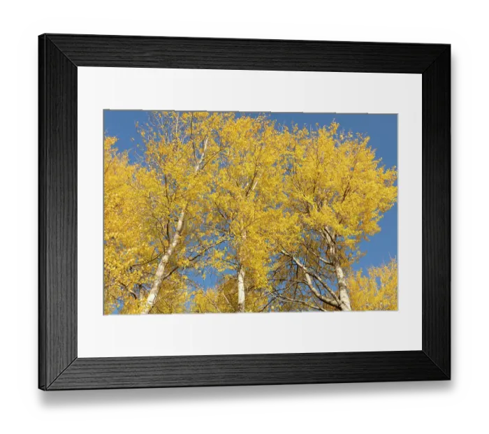 Framed Print : Aspen (Populus tremula) trees in autumn displaying colourful yellow foliage, Cairngorms National Park, Scotland, UK. October Framed Print : Aspen (Populus tremula) trees in autumn displaying colourful yellow foliage, Cairngorms National Park, Scotland, UK. October