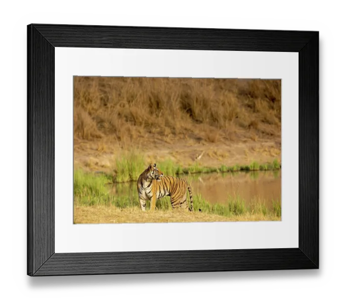 Framed Print : Bengal tiger (Panthera tigris tigris) female, standing alert next to waterhole, Bandhavgarh Tiger Reserve, Madhya Pradesh, India. Endangered