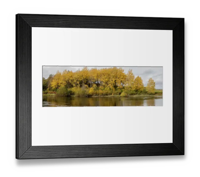 Framed Print : Aspen (Populus tremula) trees in autumn growing alongside the River Spey near Grantown-on-Spey, Cairngorms National Park, Scotland, UK. October. Composite image Framed Print : Aspen (Populus tremula) trees in autumn growing alongside the River Spey near Grantown-on-Spey, Cairngorms National Park, Scotland, UK. October. Composite image