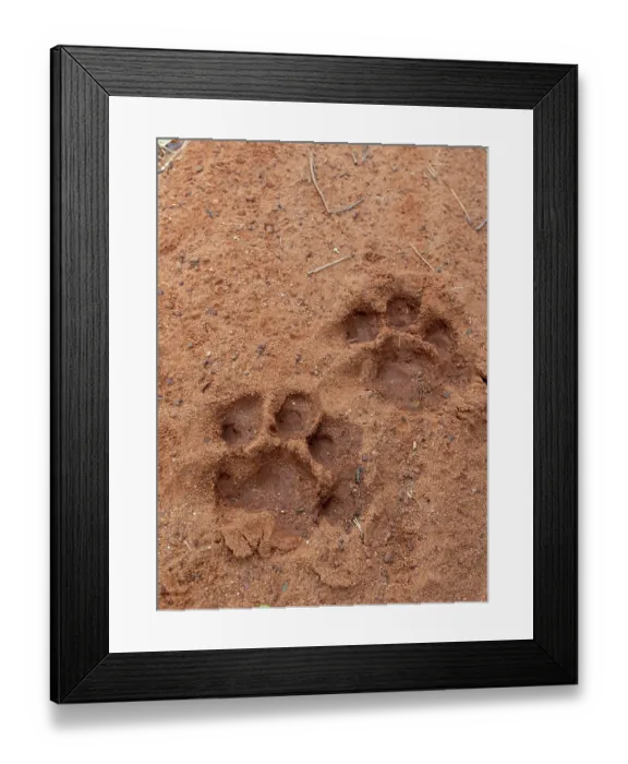 Framed Print : Bengal tiger (Panthera tigris tigris) pug marks in soft, sandy soil, Bandavgarh Tiger Reserve, Madhya Pradesh, India. Endangered Framed Print : Bengal tiger (Panthera tigris tigris) pug marks in soft, sandy soil, Bandavgarh Tiger Reserve, Madhya Pradesh, India. Endangered