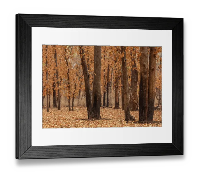 Framed Print : Forest in the peak of a hot summer, trees with dried leaves, Bandhavgarh Tiger Reserve, Madhya Pradesh, India. May, 2022 Framed Print : Forest in the peak of a hot summer, trees with dried leaves, Bandhavgarh Tiger Reserve, Madhya Pradesh, India. May, 2022