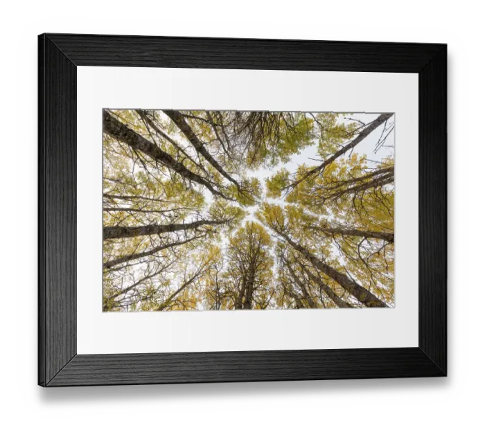 Framed Print : Aspen (Populus tremula) trees in autumn - wide view looking up towards canopy, Cairngorms National Park, Scotland, UK. October Framed Print : Aspen (Populus tremula) trees in autumn - wide view looking up towards canopy, Cairngorms National Park, Scotland, UK. October