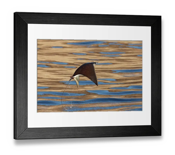 Framed Print : Munk's devilray (Mobula munkiana) leaping out of the water, Sea of Cortez, Baja California, Mexico Framed Print : Munk's devilray (Mobula munkiana) leaping out of the water, Sea of Cortez, Baja California, Mexico