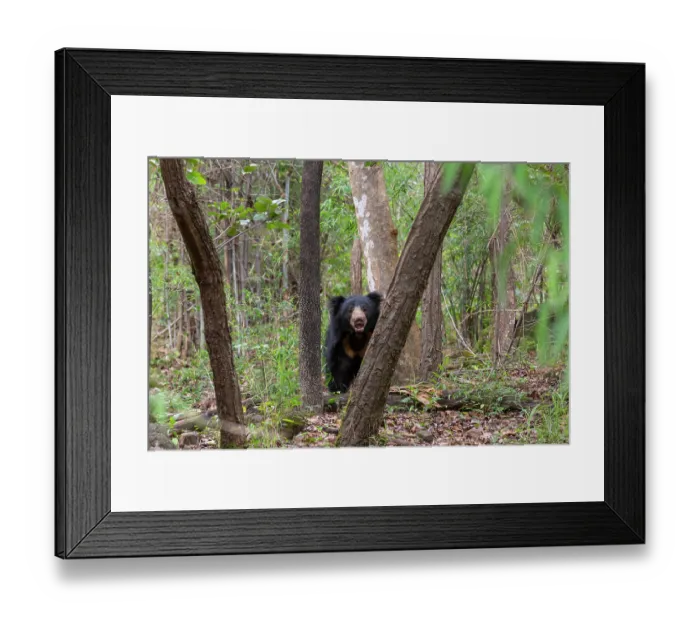 Framed Print : Sloth bear (Melursus ursinus) peering from behind two trees in forest, Bandhavgarh Tiger Reserve, Madhya Pradesh, India Framed Print : Sloth bear (Melursus ursinus) peering from behind two trees in forest, Bandhavgarh Tiger Reserve, Madhya Pradesh, India