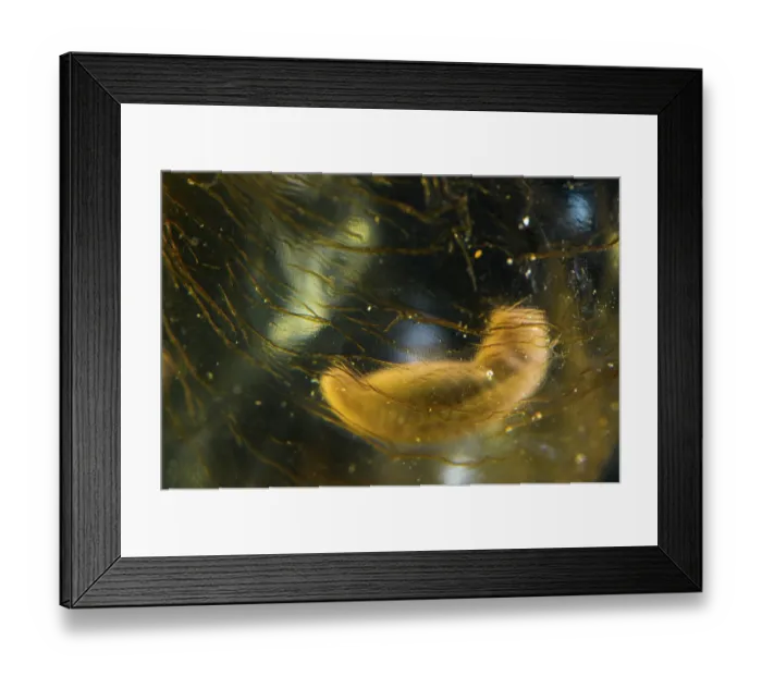 Framed Print : Oita salamander (Hynobius dunni) embryo developing inside egg. Captive Framed Print : Oita salamander (Hynobius dunni) embryo developing inside egg. Captive