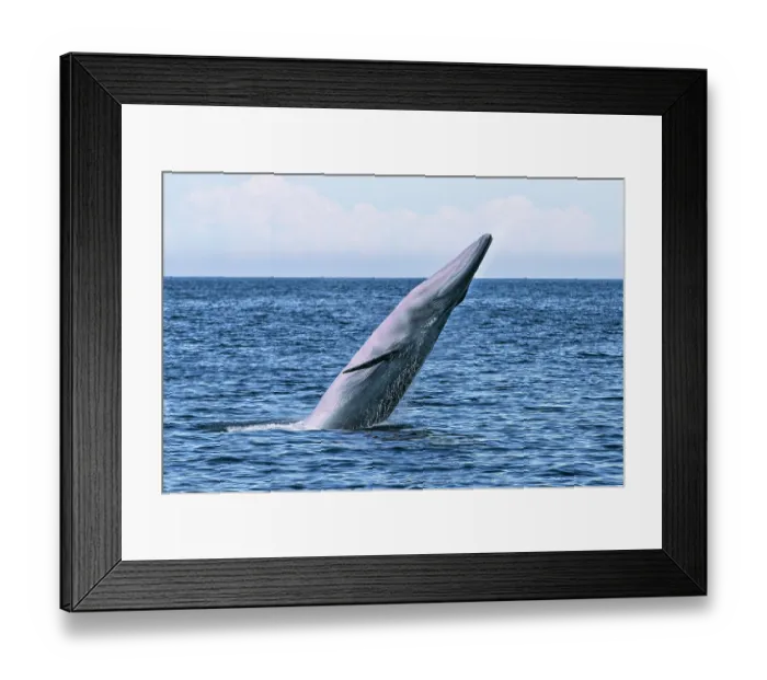 Framed Print : Bryde's whale (Balaenoptera edeni) breaching, Sea of Cortez, Baja California, Mexico