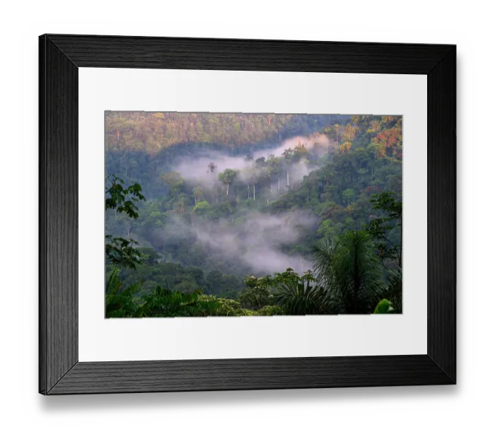 Framed Print : Early morning mist over lowland Amazon rainforest. Buffer zone of Sumaco National Park, Ecuador. February, 2024 Framed Print : Early morning mist over lowland Amazon rainforest. Buffer zone of Sumaco National Park, Ecuador. February, 2024