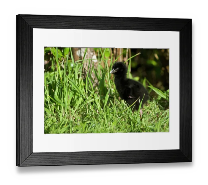 Framed Print : Takahe (Porphyrio hochstetteri) chick standing in grass, Tiritiri Matangi, North Island, New Zealand - translocated population as part of conservation effort. Endangered Framed Print : Takahe (Porphyrio hochstetteri) chick standing in grass, Tiritiri Matangi, North Island, New Zealand - translocated population as part of conservation effort. Endangered