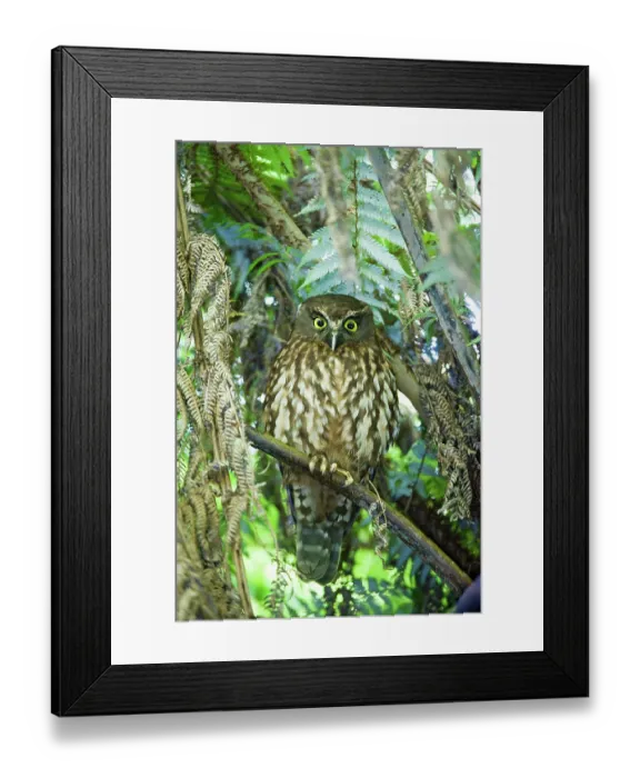 Framed Print : Morepork (Ninox novaeseelandiae) perched in tree, Tiritiri Matangi, North Island, New Zealand Framed Print : Morepork (Ninox novaeseelandiae) perched in tree, Tiritiri Matangi, North Island, New Zealand