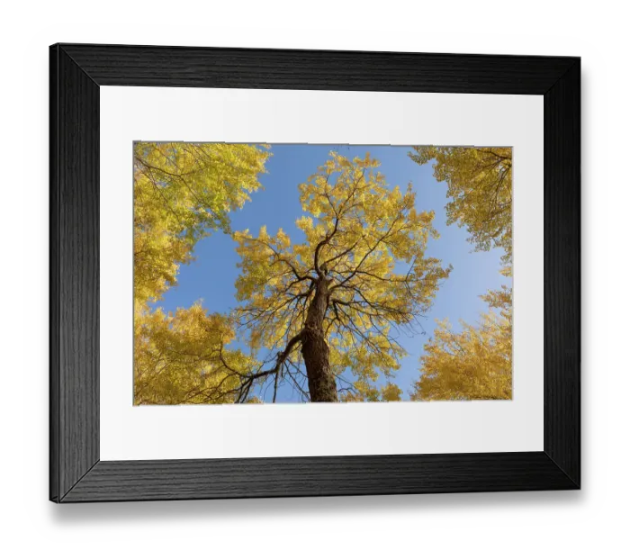 Framed Print : Aspen (Populus tremula) trees in autumn - wide view showing bright yellow foliage against a vivid blue sky, Cairngorms National Park, Scotland, UK. October Framed Print : Aspen (Populus tremula) trees in autumn - wide view showing bright yellow foliage against a vivid blue sky, Cairngorms National Park, Scotland, UK. October