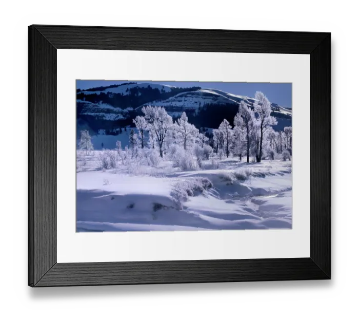 Framed Print : Cottonwood trees (Populus fremontii) and young Willows (Salix sp.) growing beside river, Lamar valley, Yellowstone National Park, Wyoming, USA Framed Print : Cottonwood trees (Populus fremontii) and young Willows (Salix sp.) growing beside river, Lamar valley, Yellowstone National Park, Wyoming, USA
