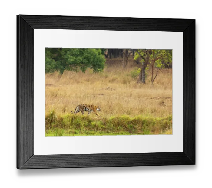 Framed Print : Bengal tiger (Panthera tigris tigris) walking through grassland Bandhavgarh Tiger Reserve, Madhya Pradesh, India. Endangered