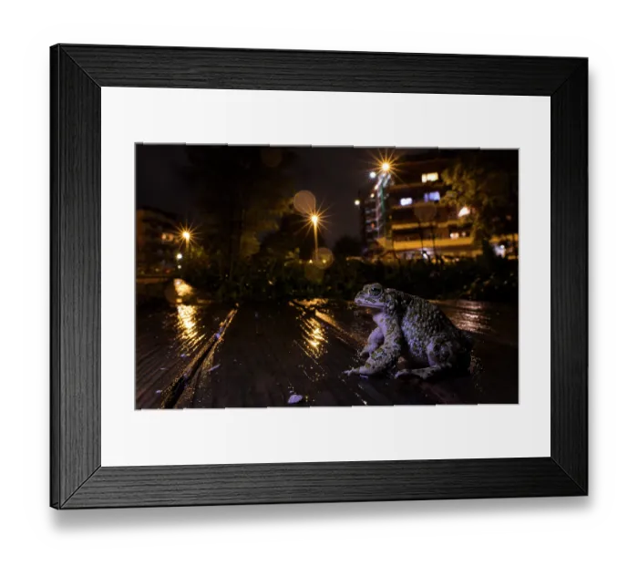 Framed Print : Green toad (Bufotes balearicus) male sitting on boardwalk on street at night after rain, Rome, Italy Framed Print : Green toad (Bufotes balearicus) male sitting on boardwalk on street at night after rain, Rome, Italy