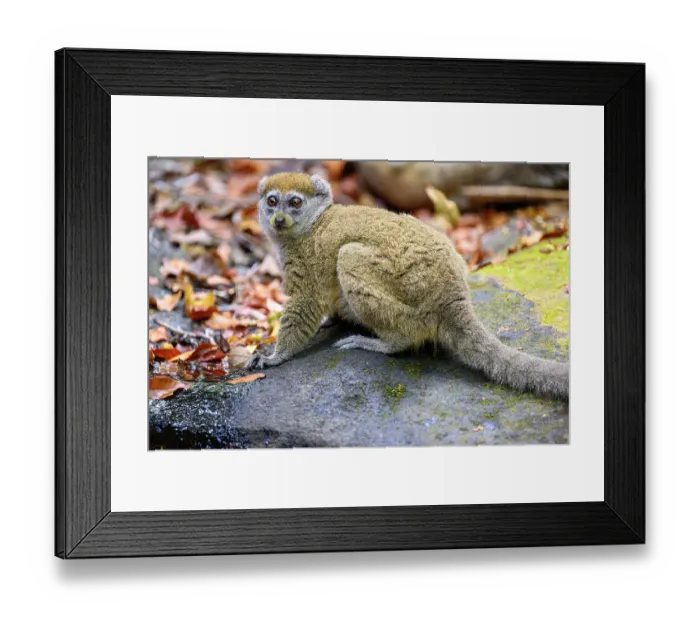 Framed Print : Northern grey bamboo lemur (Hapalemur occidentalis) drinking at forest stream, Andrafiamena-Andavakoera Protected Forest, northern Madagascar Framed Print : Northern grey bamboo lemur (Hapalemur occidentalis) drinking at forest stream, Andrafiamena-Andavakoera Protected Forest, northern Madagascar