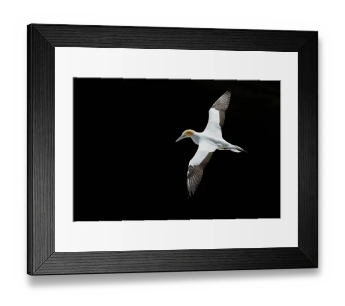 Framed Print : Australasian gannet / Takapu (Morus serrator) in flight against black background, Auckland, North Island, New Zealand Framed Print : Australasian gannet / Takapu (Morus serrator) in flight against black background, Auckland, North Island, New Zealand