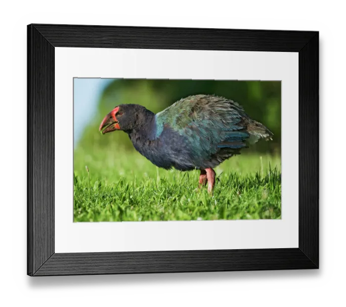 Framed Print : Takahe (Porphyrio hochstetteri) portrait, Tiritiri Matangi, North Island, New Zealand - translocated population as part of conservation effort. Endangered Framed Print : Takahe (Porphyrio hochstetteri) portrait, Tiritiri Matangi, North Island, New Zealand - translocated population as part of conservation effort. Endangered