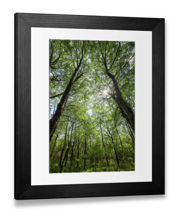 Framed Print : Aspen (Populus tremula) woodland in early summer, Insh Marshes, Cairngorms National Park, Scotland, UK. June Framed Print : Aspen (Populus tremula) woodland in early summer, Insh Marshes, Cairngorms National Park, Scotland, UK. June