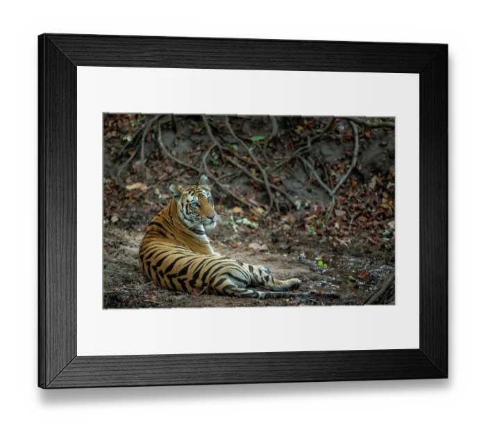 Framed Print : Bengal tiger (Panthera tigris tigris) female, resting in forest, Bandhavgarh Tiger Reserve, Madhya Pradesh, India. Endangered Framed Print : Bengal tiger (Panthera tigris tigris) female, resting in forest, Bandhavgarh Tiger Reserve, Madhya Pradesh, India. Endangered