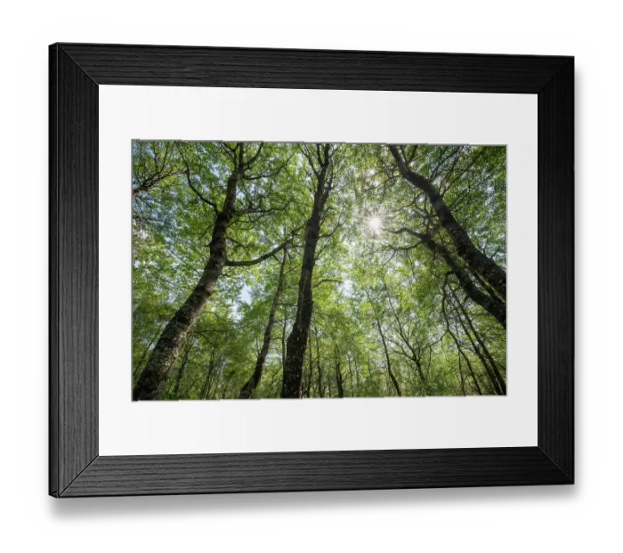 Framed Print : Aspen (Populus tremula) woodland in early summer, Insh Marshes, Cairngorms National Park, Scotland, UK. June Framed Print : Aspen (Populus tremula) woodland in early summer, Insh Marshes, Cairngorms National Park, Scotland, UK. June