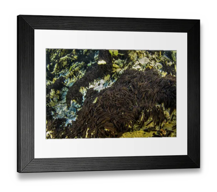 Framed Print : Newly hatched Common toad (Bufo bufo) tadpoles feeding on empty frogspawn, Tolfa, Rome, Italy Framed Print : Newly hatched Common toad (Bufo bufo) tadpoles feeding on empty frogspawn, Tolfa, Rome, Italy