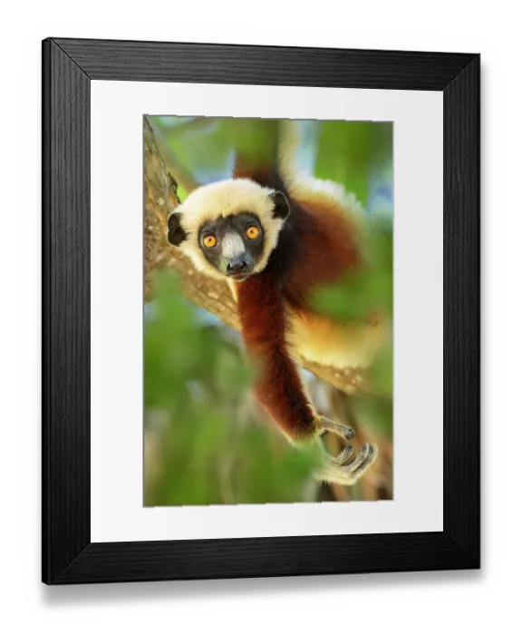 Framed Print : Coquerel's sifaka (Propithecus coquereli) juvenile, resting in forest understorey, Anjajavy Private Reserve, north west Madagascar. Critically endangered