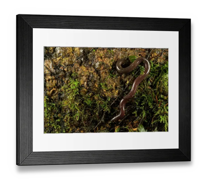 Framed Print : Mahe island caecilian (Hypogeophis brevis) moving over mossy stone, Mahè Island, Seychelles Framed Print : Mahe island caecilian (Hypogeophis brevis) moving over mossy stone, Mahè Island, Seychelles