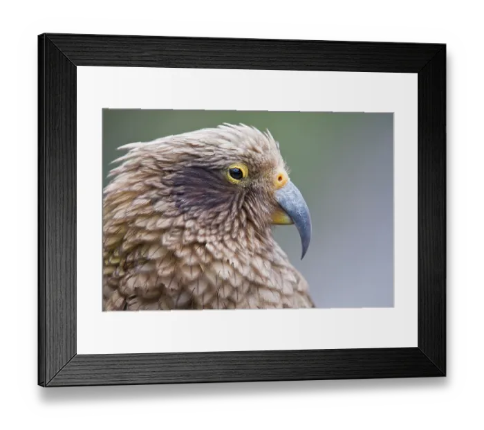 Framed Print : Kea (Nestor notabilis) head portrait, Arthur's Pass, Southern Alps, South Island, New Zealand. Endangered Framed Print : Kea (Nestor notabilis) head portrait, Arthur's Pass, Southern Alps, South Island, New Zealand. Endangered