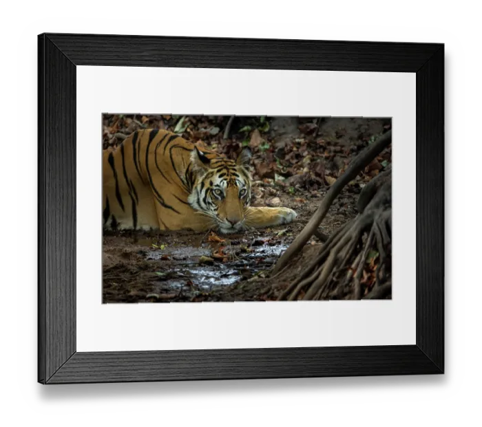 Framed Print : Bengal tiger (Panthera tigris tigris) female, resting in forest, Bandhavgarh Tiger Reserve, Madhya Pradesh, India. Endangered Framed Print : Bengal tiger (Panthera tigris tigris) female, resting in forest, Bandhavgarh Tiger Reserve, Madhya Pradesh, India. Endangered