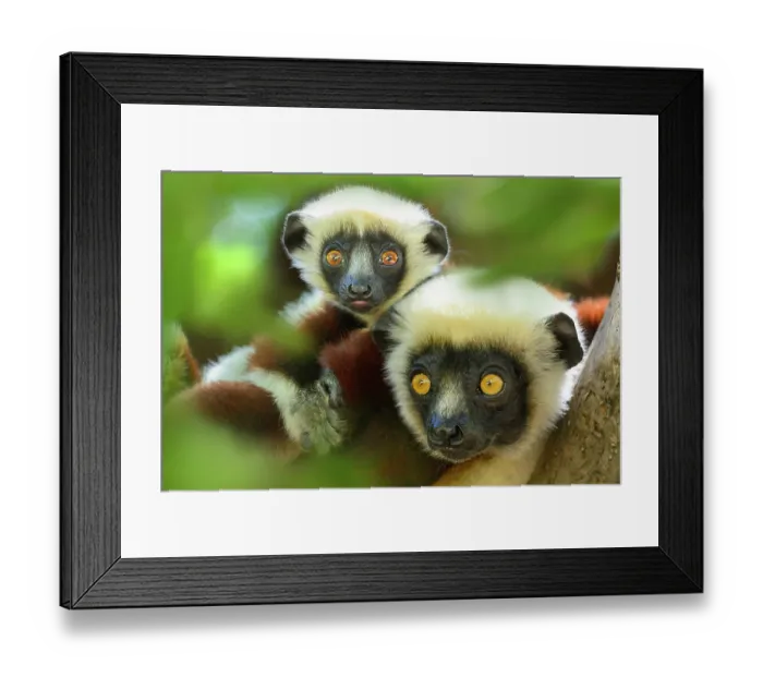 Framed Print : Coquerel's sifaka (Propithecus coquereli) female with infant, aged approximately 4 months, resting in forest understorey, Anjajavy Private Reserve, north west Madagascar Framed Print : Coquerel's sifaka (Propithecus coquereli) female with infant, aged approximately 4 months, resting in forest understorey, Anjajavy Private Reserve, north west Madagascar