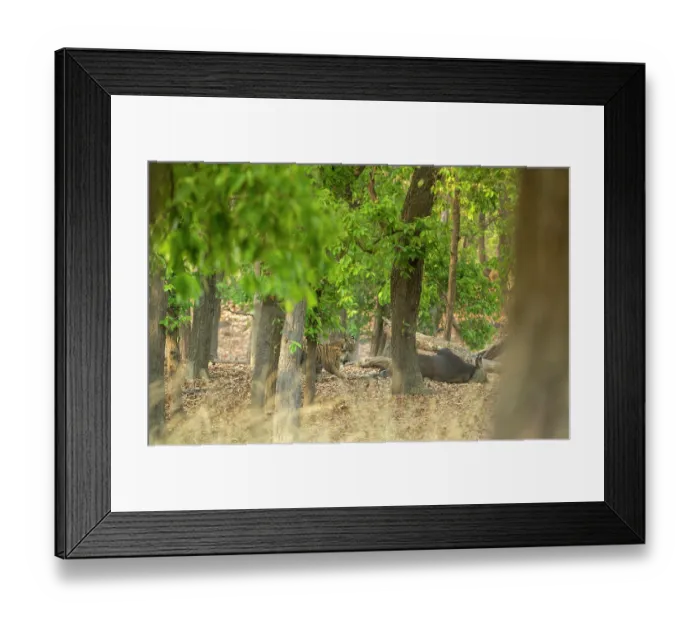 Framed Print : Two Bengal tigers (Panthera tigris tigris) feeding on Gaur (Bos gaurus) prey in forest, Bandhavgarh Tiger Reserve, Madhya Pradesh, India. Endangered Framed Print : Two Bengal tigers (Panthera tigris tigris) feeding on Gaur (Bos gaurus) prey in forest, Bandhavgarh Tiger Reserve, Madhya Pradesh, India. Endangered
