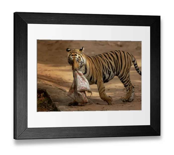 Framed Print : Bengal tiger (Panthera tigris tigris) sub-adult male, dragging cememt bag used for repair work inside the forest, BandhavgarhTiger reserve, Madhya Pradesh, India. Endangered Framed Print : Bengal tiger (Panthera tigris tigris) sub-adult male, dragging cememt bag used for repair work inside the forest, BandhavgarhTiger reserve, Madhya Pradesh, India. Endangered