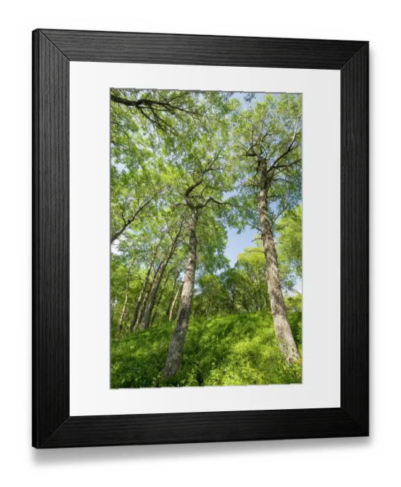 Framed Print : Aspen (Populus tremula) woodland in early summer, Insh Marshes, Cairngorms National Park, Scotland, UK. June Framed Print : Aspen (Populus tremula) woodland in early summer, Insh Marshes, Cairngorms National Park, Scotland, UK. June