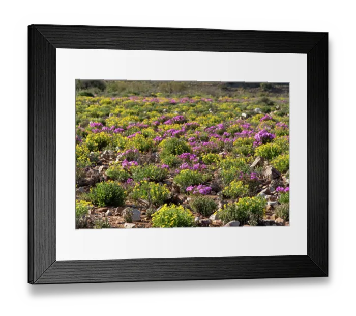 Framed Print : Flowering desert landscape, Central Karoo, Cape Province, South Africa. August, 2023 Framed Print : Flowering desert landscape, Central Karoo, Cape Province, South Africa. August, 2023