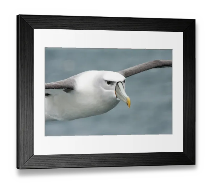 Framed Print : New Zealand white-capped mollymawk (Diomedea cauta steadi) in flight, Stewart Island, New Zealand Framed Print : New Zealand white-capped mollymawk (Diomedea cauta steadi) in flight, Stewart Island, New Zealand