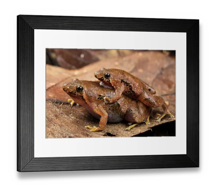 Framed Print : Bornean narrow-mouthed frog (Microhyla malang) pair in amplexus whilst sitting on leaflitter, Kubah National Park, Sarawak, Borneo Framed Print : Bornean narrow-mouthed frog (Microhyla malang) pair in amplexus whilst sitting on leaflitter, Kubah National Park, Sarawak, Borneo