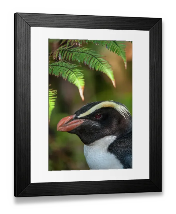 Framed Print : Fiordland crested penguin (Eudyptes pachyrhynchus) head portrait, Lake Moeraki, South Island, New Zealand Framed Print : Fiordland crested penguin (Eudyptes pachyrhynchus) head portrait, Lake Moeraki, South Island, New Zealand