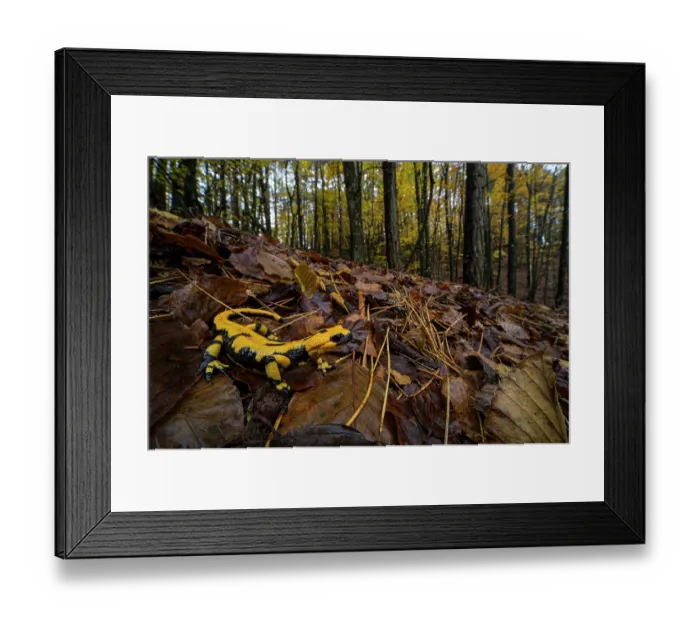 Framed Print : Fire salamander (Salamandra salamandra) sitting in leaflitter on forest floor, Aveto Regional Park, Italy Framed Print : Fire salamander (Salamandra salamandra) sitting in leaflitter on forest floor, Aveto Regional Park, Italy