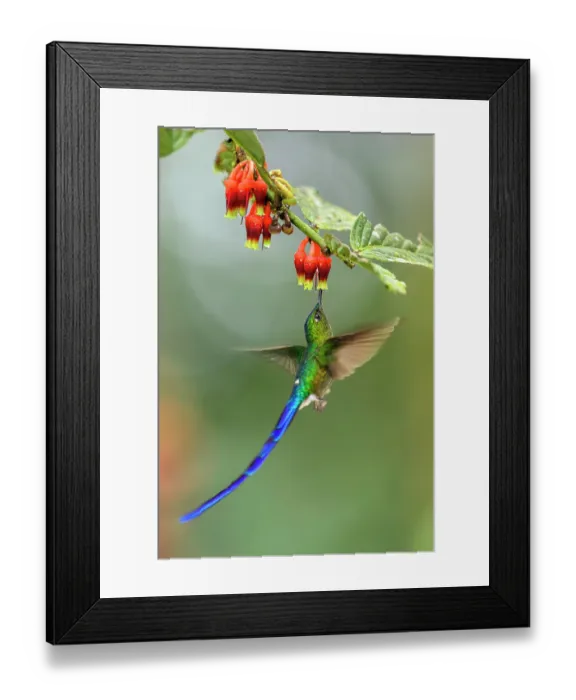 Framed Print : Violet-tailed sylph (Aglaiocercus coelestis) male, nectaring on flower, Mindo area, Pichincha, Ecuador. Controlled conditions Framed Print : Violet-tailed sylph (Aglaiocercus coelestis) male, nectaring on flower, Mindo area, Pichincha, Ecuador. Controlled conditions