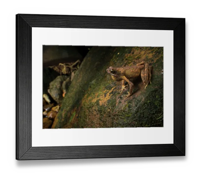 Framed Print : Long fingered slender toad (Ansonia longidigita) sitting on rock and croaking, Kubah National Park, Sarawak, Borneo Framed Print : Long fingered slender toad (Ansonia longidigita) sitting on rock and croaking, Kubah National Park, Sarawak, Borneo