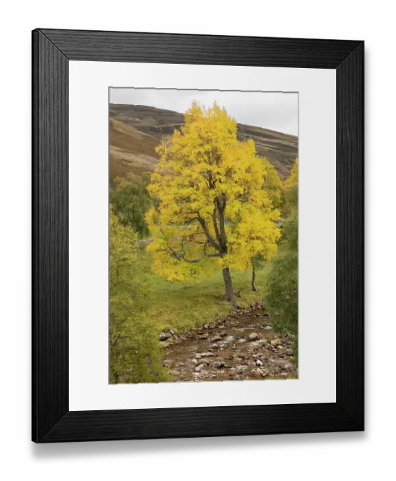 Framed Print : Aspen (Populus tremula) single tree showing yellow autumnal foliage growing alongside Birch (Betula pendula) next to the Ey Burn, Glen Ey, Mar Lodge Estate, Braemar, Scotland, UK Framed Print : Aspen (Populus tremula) single tree showing yellow autumnal foliage growing alongside Birch (Betula pendula) next to the Ey Burn, Glen Ey, Mar Lodge Estate, Braemar, Scotland, UK