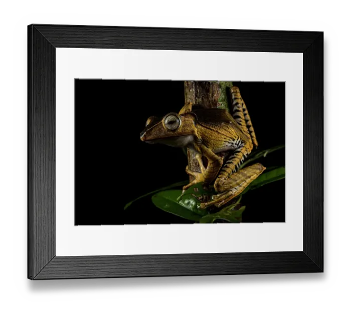 Framed Print : File-eared tree frog (Polypedates otilophus) sat on side of tree trunk, Kubah National Park, Sarawak, Borneo Framed Print : File-eared tree frog (Polypedates otilophus) sat on side of tree trunk, Kubah National Park, Sarawak, Borneo