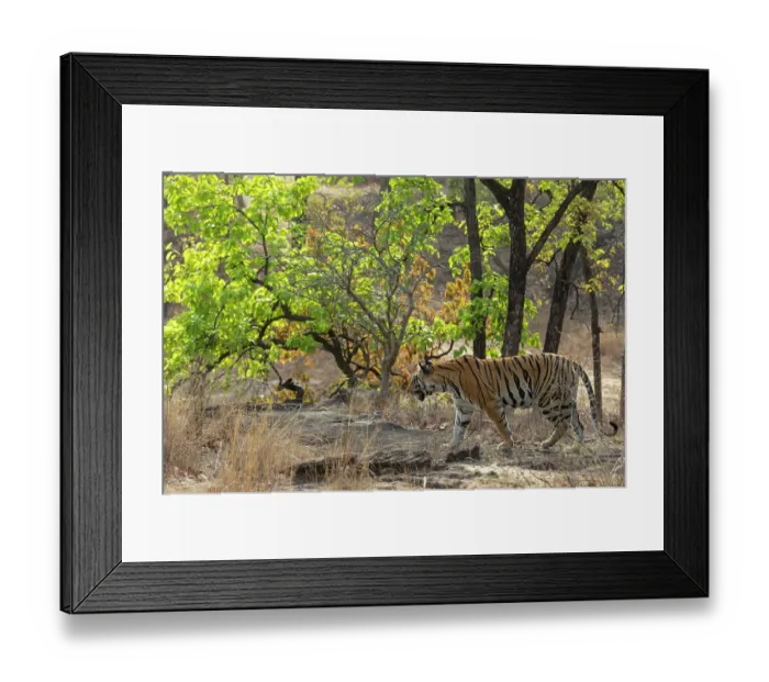 Framed Print : Bengal tiger (Panthera tigris tigris) female, walking through forest, Bandhavgarh Tiger Reserve, Madhya Pradesh, India. Endangered Framed Print : Bengal tiger (Panthera tigris tigris) female, walking through forest, Bandhavgarh Tiger Reserve, Madhya Pradesh, India. Endangered