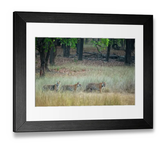 Framed Print : Bengal tiger (Panthera tigris tigris) female leading two sub-adult cubs through long grass at edge of forest, Bandhavgarh Tiger Reserve, Madhya Pradesh, India. Endangered