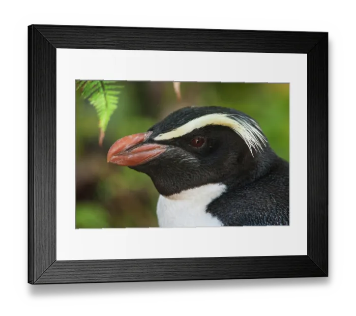 Framed Print : Fiordland crested penguin (Eudyptes pachyrhynchus) head portrait, Lake Moeraki, South Island, New Zealand Framed Print : Fiordland crested penguin (Eudyptes pachyrhynchus) head portrait, Lake Moeraki, South Island, New Zealand