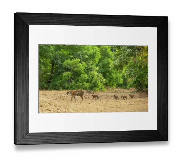 Framed Print : Bengal tiger (Panthera tigris tigris) female, leading her cubs across forest clearing, Bandhavgarh Tiger Reserve, Madhya Pradesh, India. Endangered Framed Print : Bengal tiger (Panthera tigris tigris) female, leading her cubs across forest clearing, Bandhavgarh Tiger Reserve, Madhya Pradesh, India. Endangered